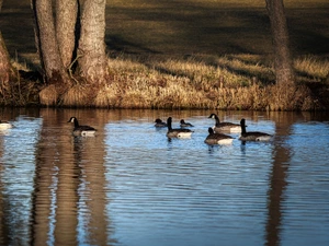 viewes, Pond - car, Canada Goose, trees, geese