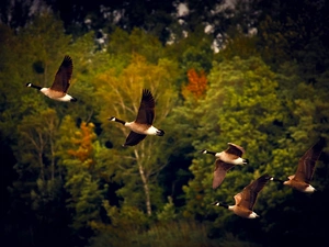 flight, autumn, geese, Canada Goose, wild