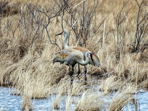 cranes, lake, scrub, Canadian
