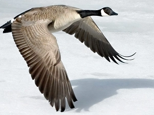 Canadian Goose