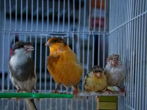 Canaries, Cage