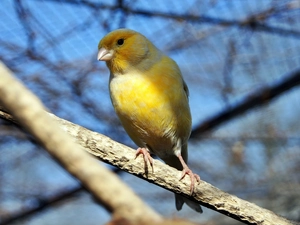 canary, twig