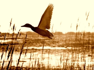 cane, goose, marshland