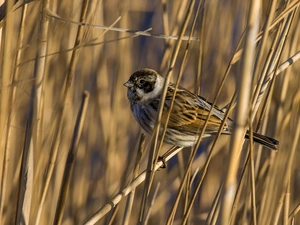 Cane, Bird, sparrow