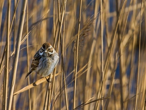cane, Bird, sparrow