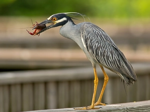 canker, heron, Heron