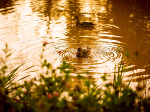 ducks, lake, Pond - car