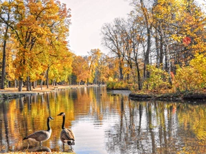 viewes, geese, Pond - car, trees, Park