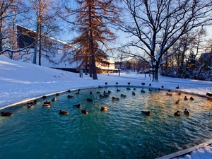 trees, winter, Pond - car, ducks, viewes, Park