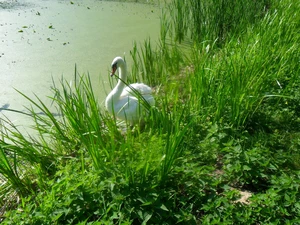 scrub, Swans, Pond - car