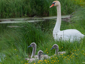 Pond - car, Swan, young, grass