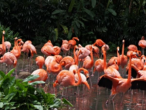 zoo, Flamingos, Pond - car