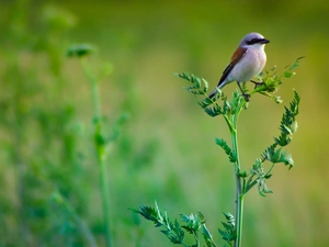 carboy, birdies, grass