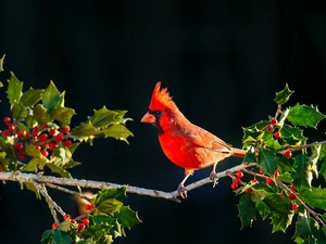 blueberries, Red, Northern Cardinal, branch, Bird
