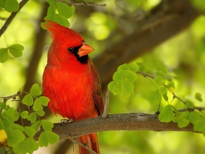 cardinal, Red, Bird