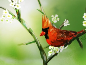 cardinal, twig, Bird
