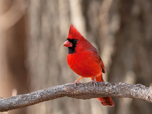 cardinal, branch
