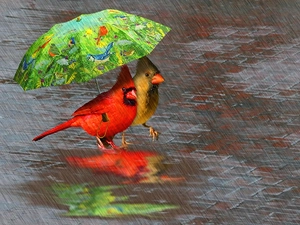 cardinal, Umbrella, Rain