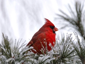 cardinal