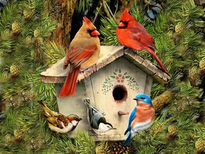 Bird feeder, birds, Cardinals