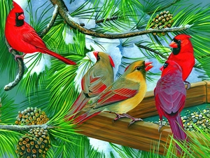 birds, conifer, Bird, Cardinals