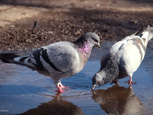 Two cars, ##, puddle, Deep