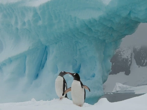 Two cars, Aiceberg, Antarctica, penguin