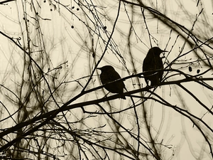 Two cars, an, twig, starlings
