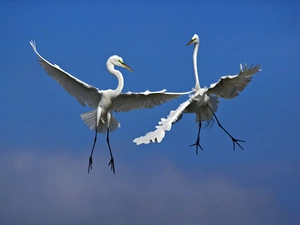 Two cars, birds, herons, Big