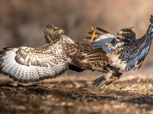 Two cars, buzzards, Fight, birds