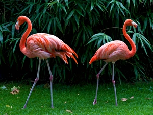 Two cars, grass, Bush, Flamingos