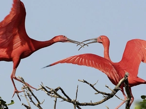 Two cars, ibis, Toki, Red