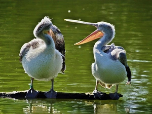 Two cars, log, water, pelicans