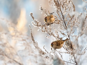 frosted, plant, Two cars, birds, redpolls