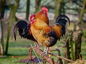 roosters, birds, Two cars