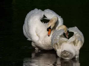Two cars, spread, wings, Swan
