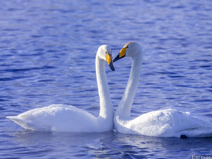 Two cars, Swan, water, birds