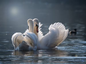 Two cars, White, Swan, birds