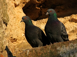 Two cars, Yellow, rocks, Deep