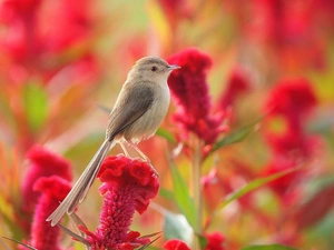 Bird, Colourfull Flowers, Celosia, Long-tailed Tit