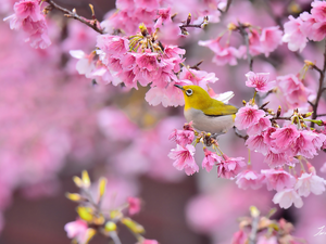 Flowers, Zosterops, Fruit Tree, Pink, Bird, Twigs, cherry
