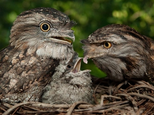 nest, feeding, eagle, chick