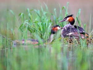 Pond - car, grebes, chick