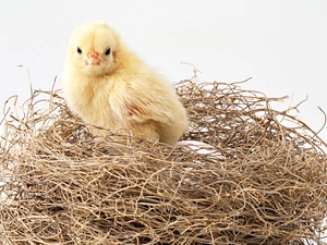 chicken, nest