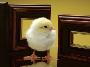 small, wood, frame, chicken