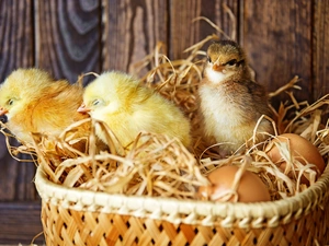 chick, Chickens, basket, eggs, basket