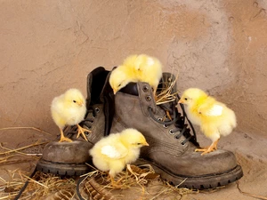 Boots, little doggies, chickens