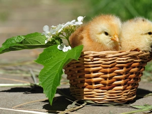 Colourfull Flowers, basket, chickens
