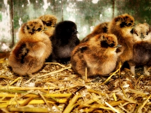 straw, little doggies, chickens