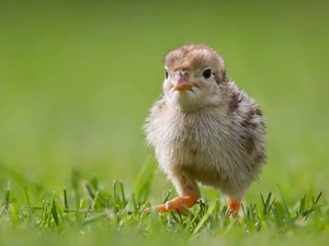 grass, Chicklets